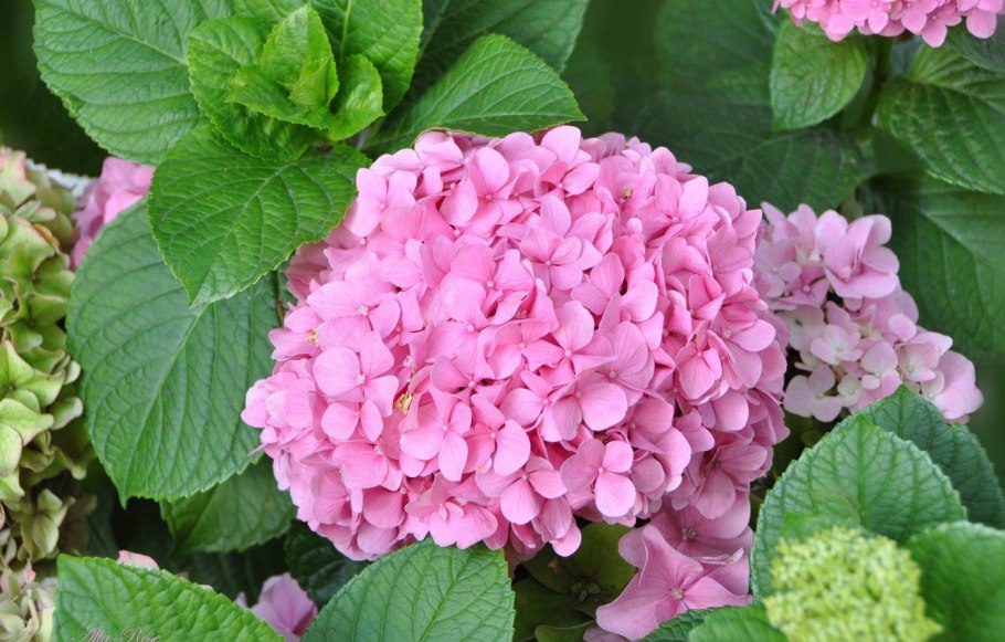 Гортензия Роуз