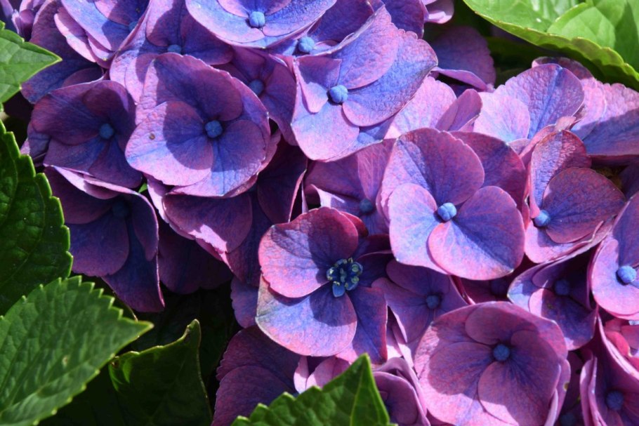 Тау оф Пинк гортензия