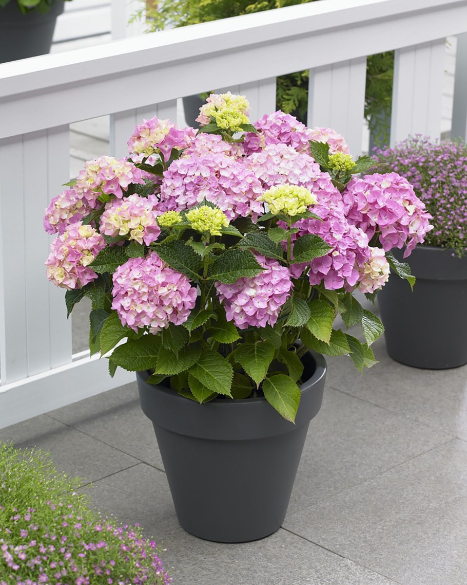 Гортензия Пинк Лоллипоп