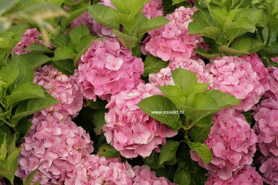 Гортензия Пинк леди