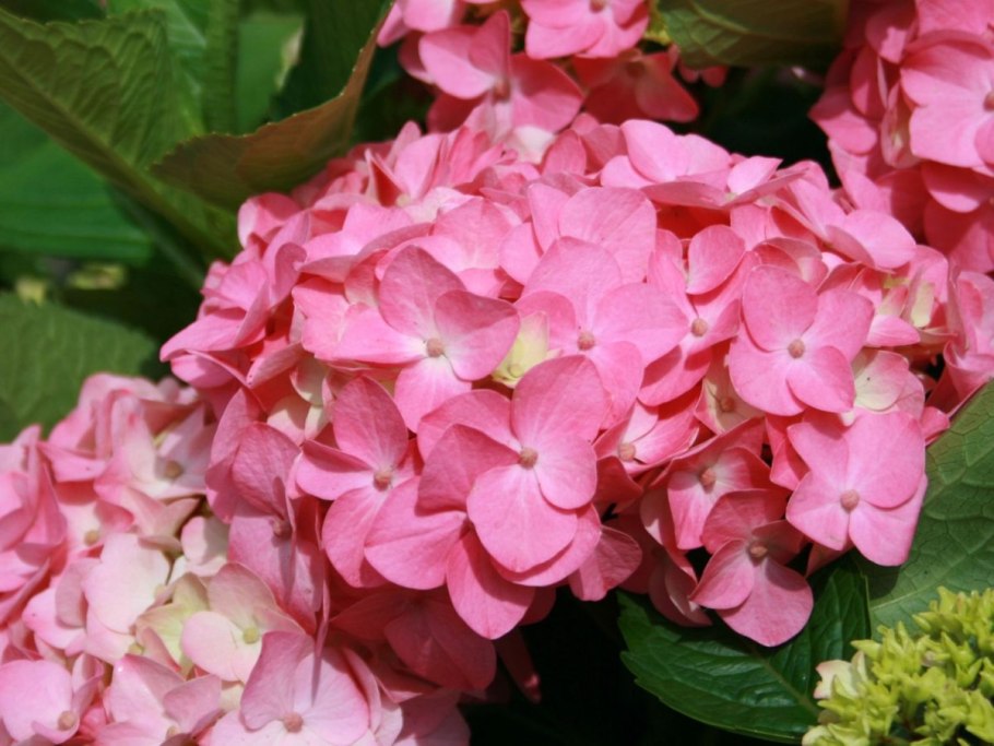 Гортензия краснолистная