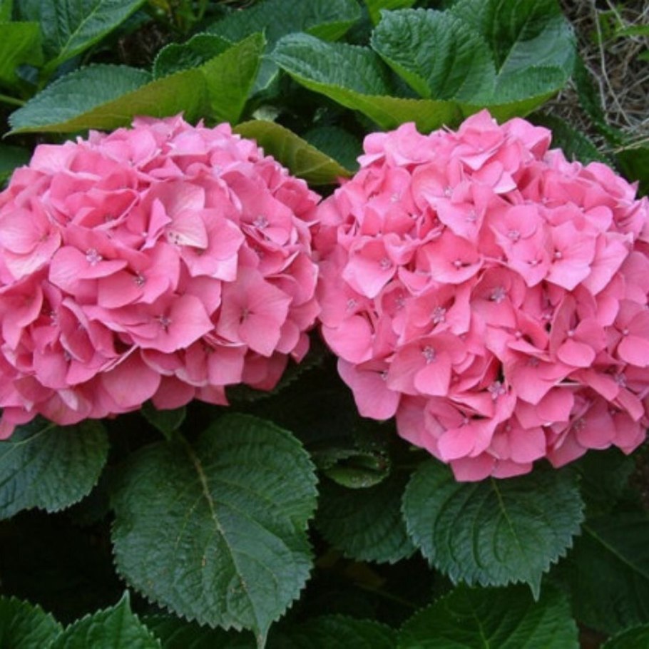 Гортензия крупнолистная розовая