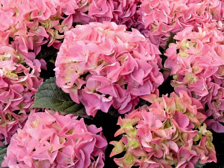 Гортензия крупнолистная Пинк
