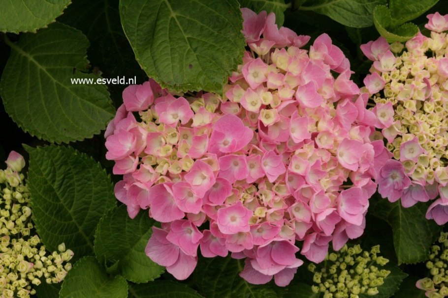 Гортензия крупнолистная Эрли сенсейшен