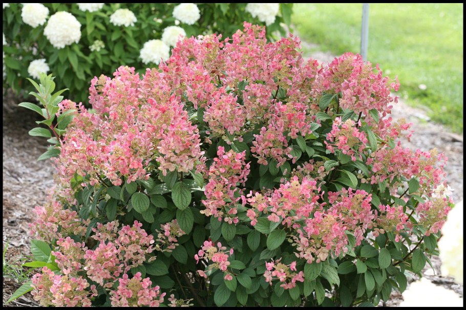 Романс Блю гортензия крупнолистная