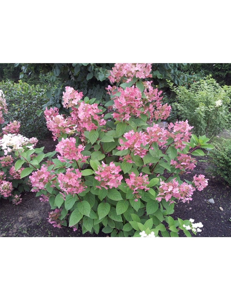 Гортензия крупнолистная Candy (Кэнди)