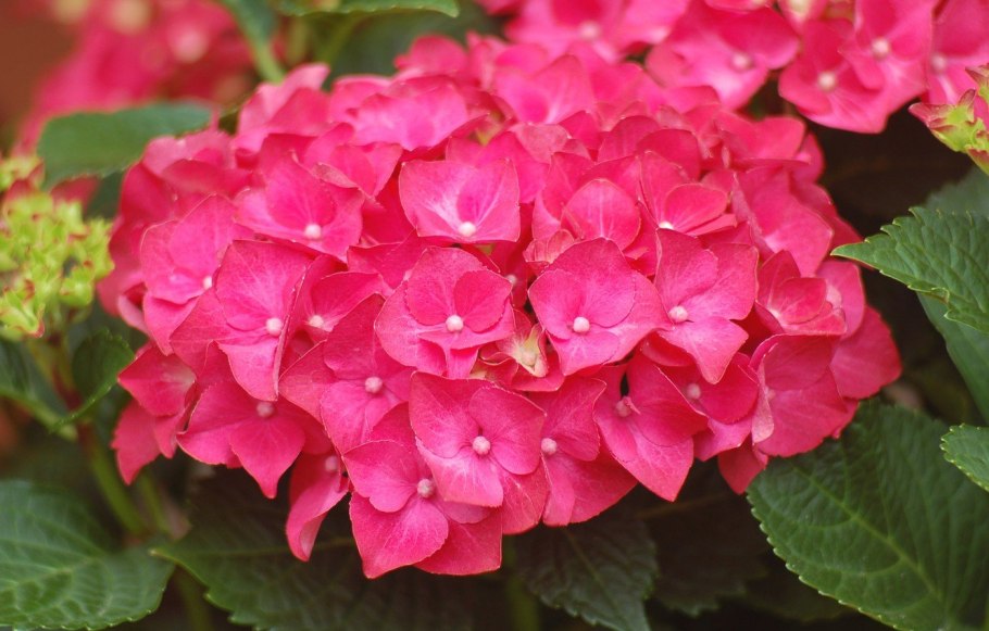 Гортензия крупнолистная Кэнди