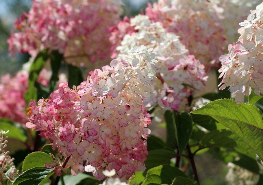 Ванила фрайз гортензия метельчатая