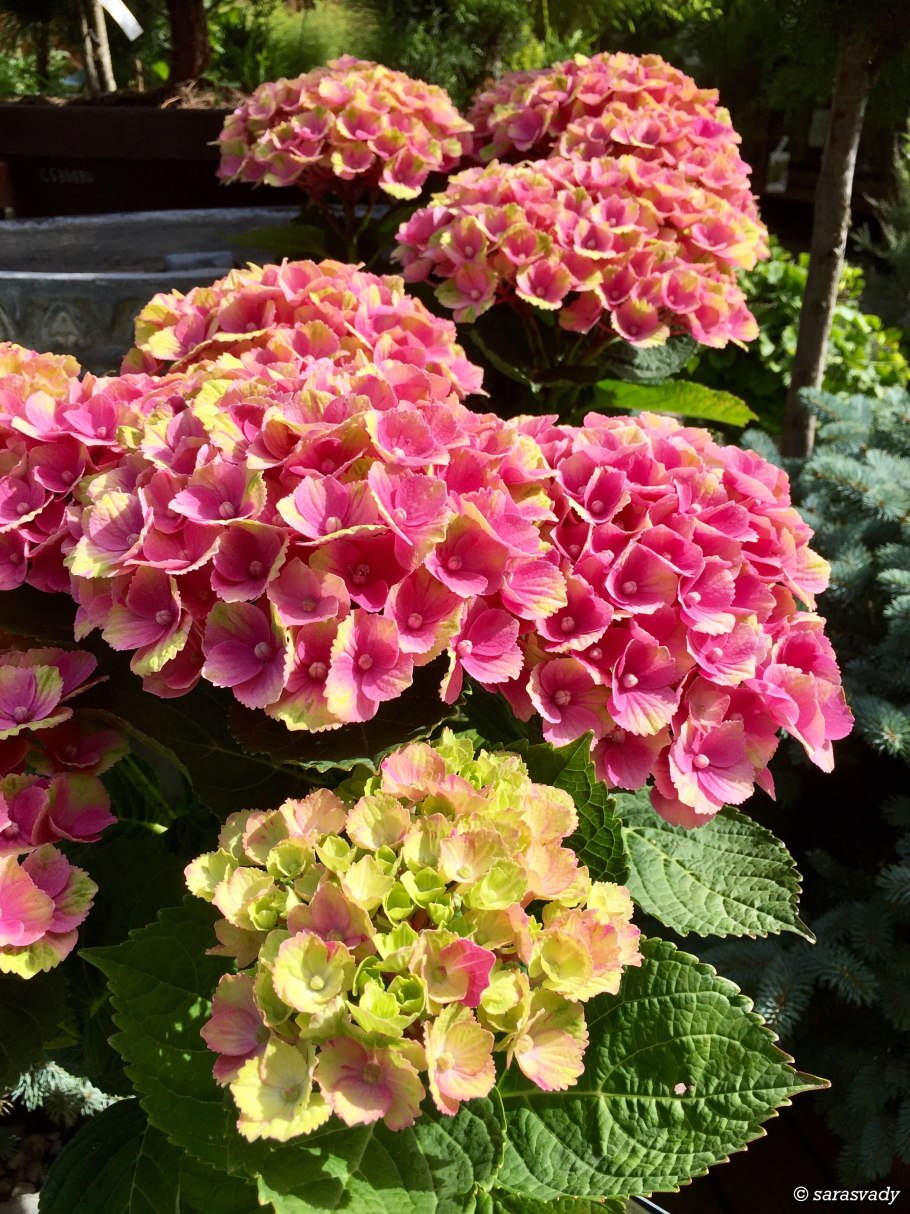 Гортензия крупнолистная Рената Штейнигер