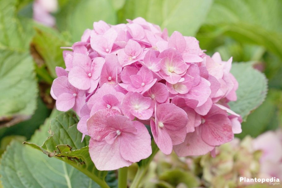 Гортензия доппио роза