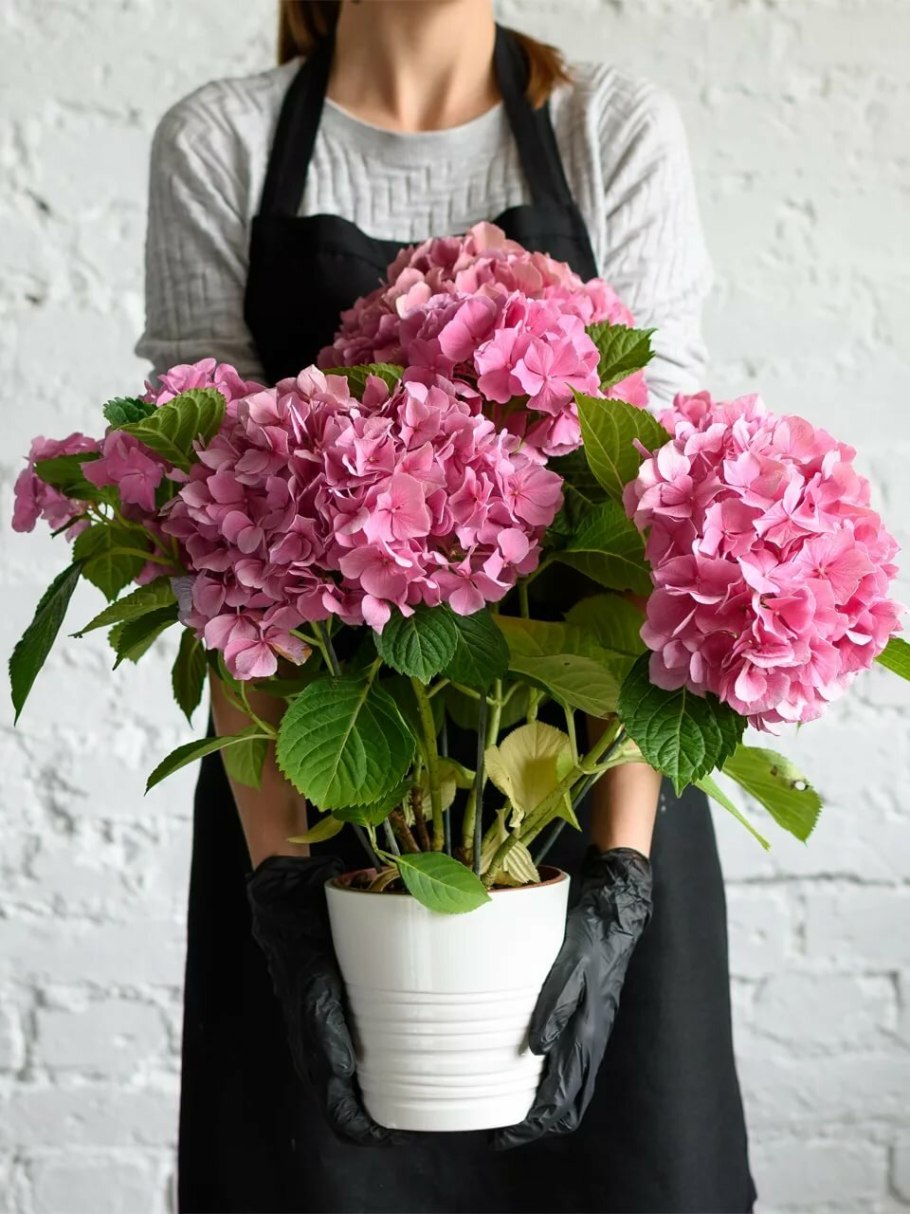 Гортензия крупнолистная Эрли Пинк