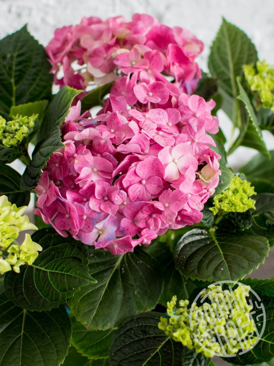 Гортензия крупнолистовая Пинк