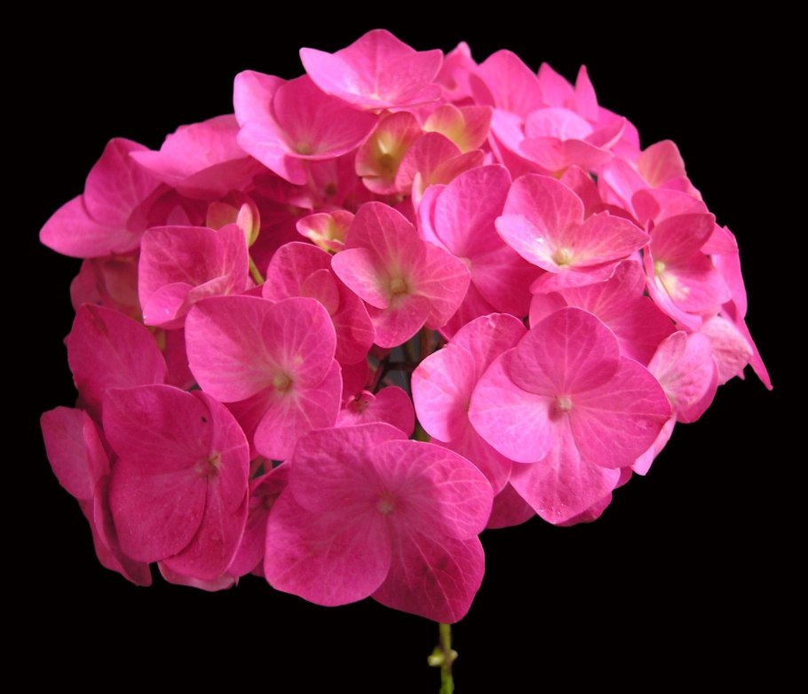 Гортензия силки Пинк