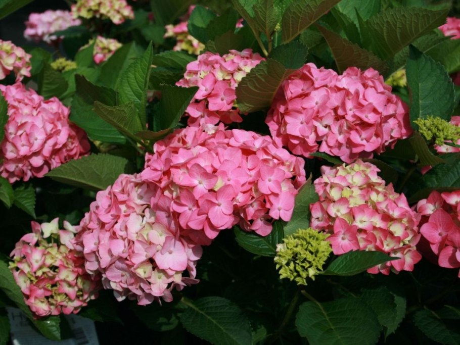 Гортензия крупнолистная Эрли Пинк