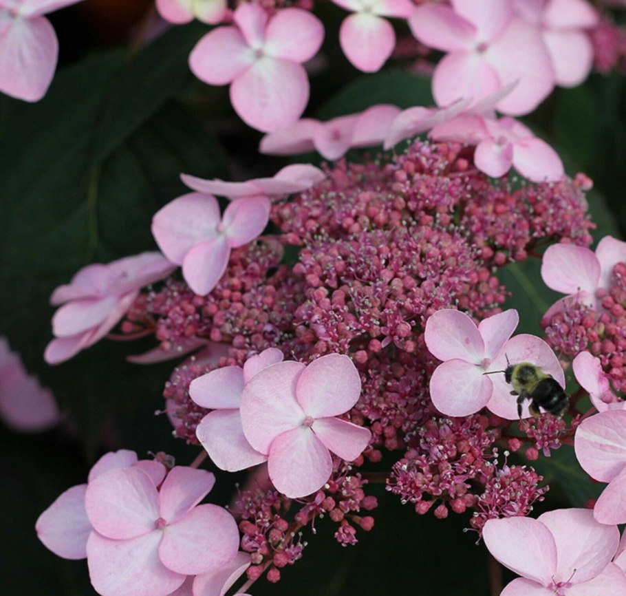 Гортензия метельчатая (Hydrangea paniculata &#96;Pink Queen&#96;)