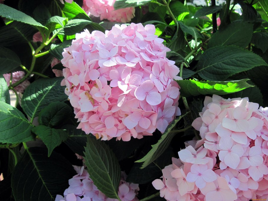 Гортензия крупнолистная сенсейшен