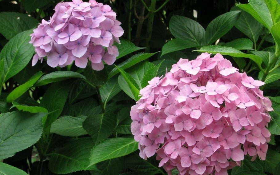 Гортензия крупнолистная Личтфер