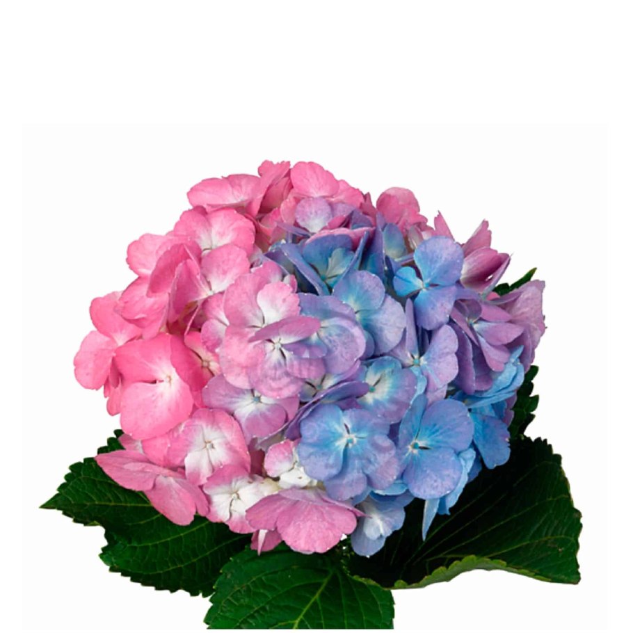 Гортензия краснолистная