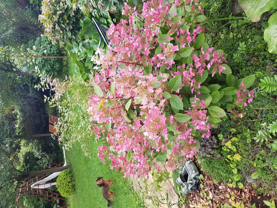 Гортензия крупнолистная Йола