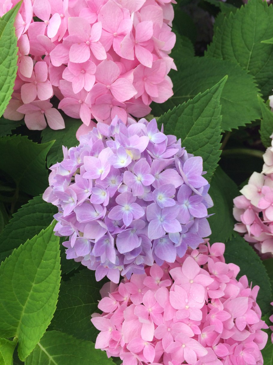 Гортензия крупнолистная роуз