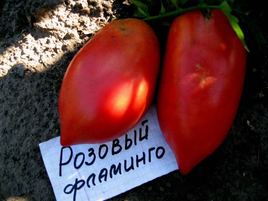 Томат розовый Фламинго (розовый)