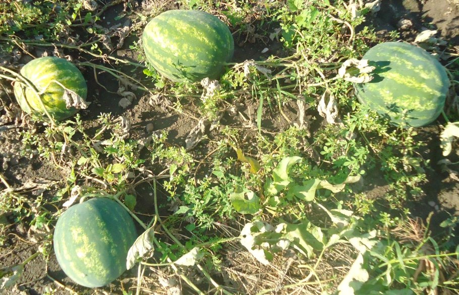 Колючий Арбуз