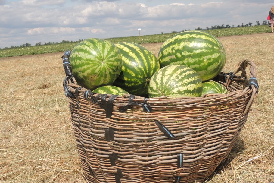 Арбуз бахчевые культуры