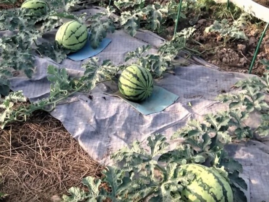 Мульчирование арбузов