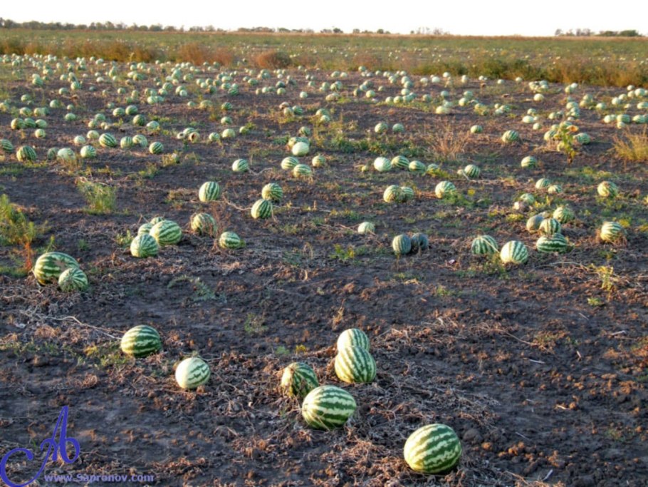 Бахча Арбузная в Краснодарском крае