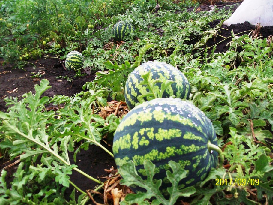 Чемподкормить Арбуз ИДЫНИ