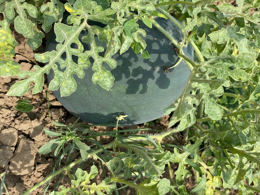 Бахча с арбузами в Астрахани