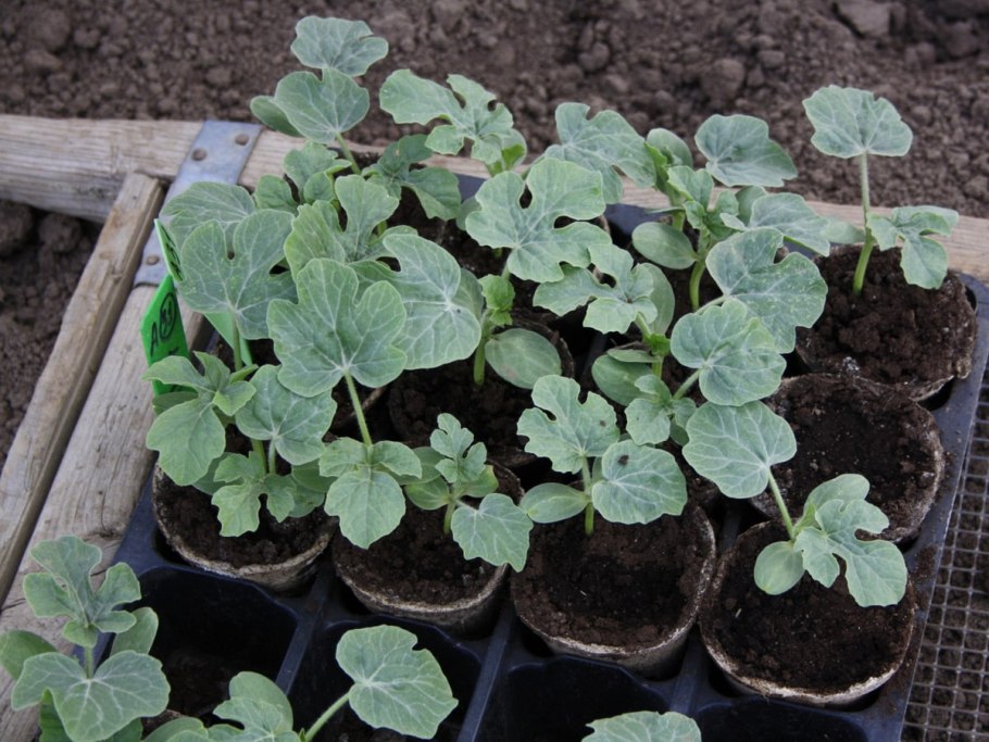 Рассада дыни и арбуза