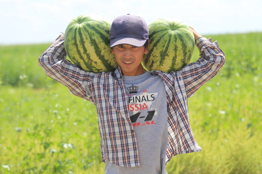 Поле арбузов