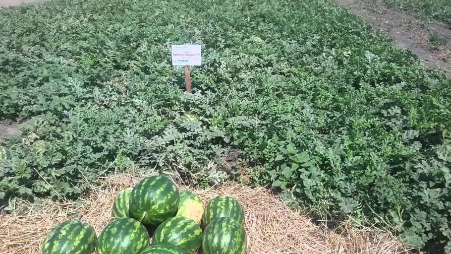 Сибирская бахча