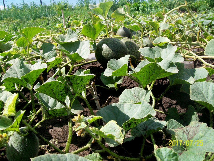 Листья арбуза и дыни