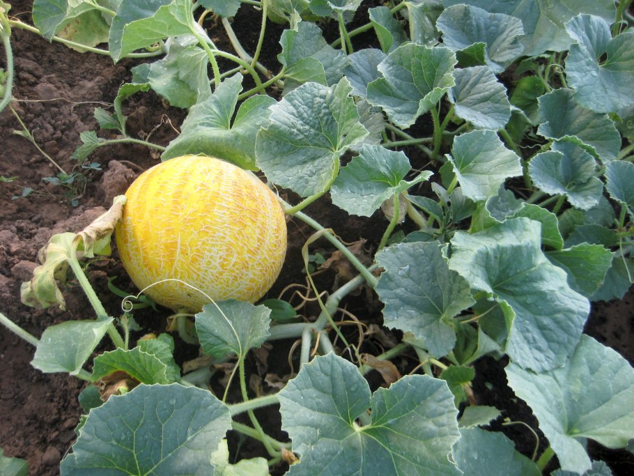 Дыня колхозница рассада
