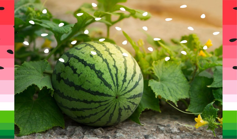 Арбуз Green Diamond f1