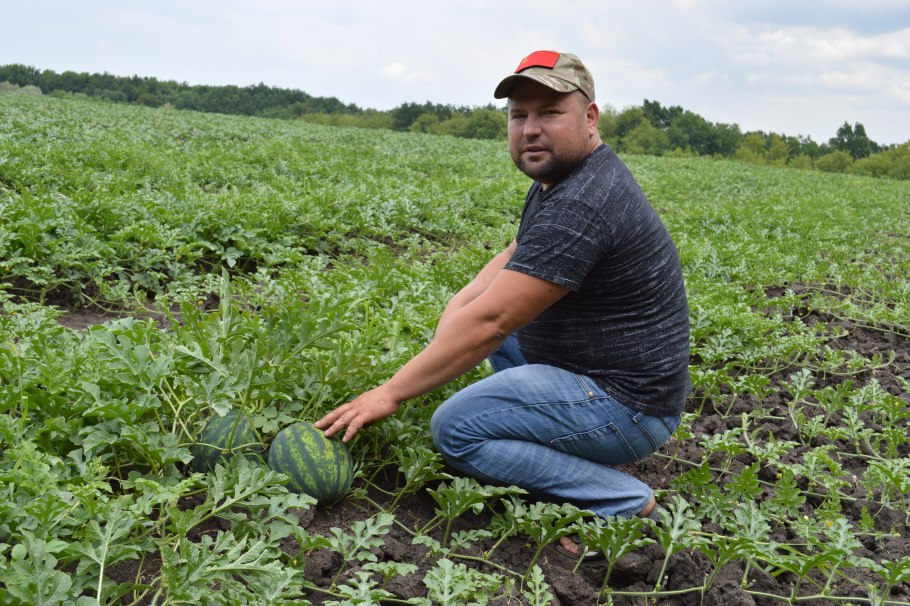 Арбузная плантация