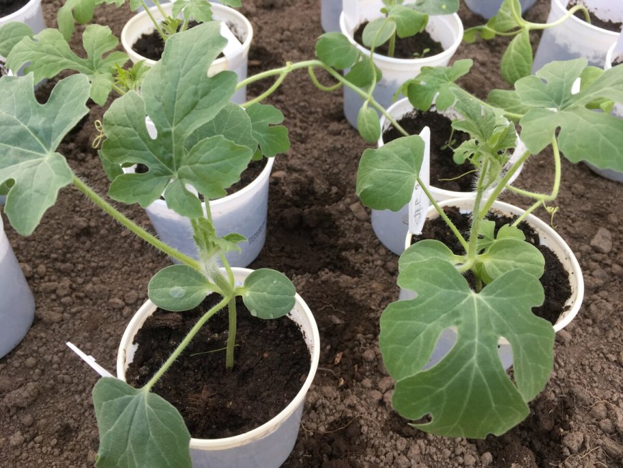 Рассада дыни и арбуза