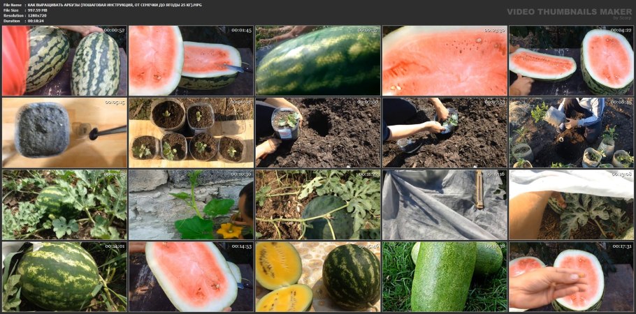 Арбуз от семечка до плода
