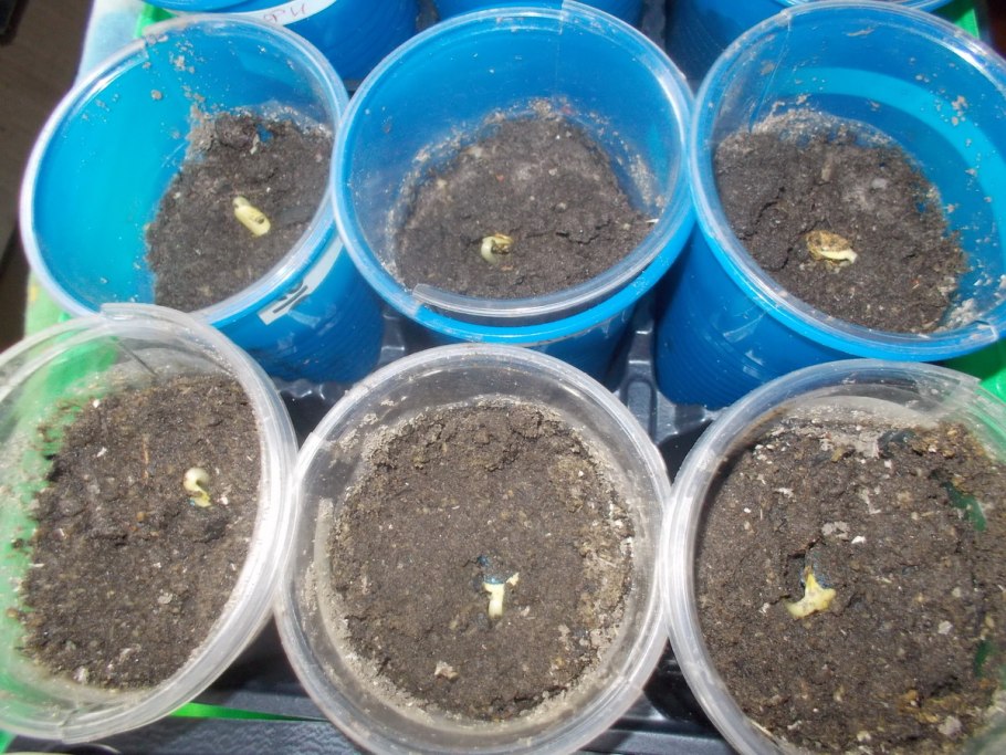 Всходы арбуза