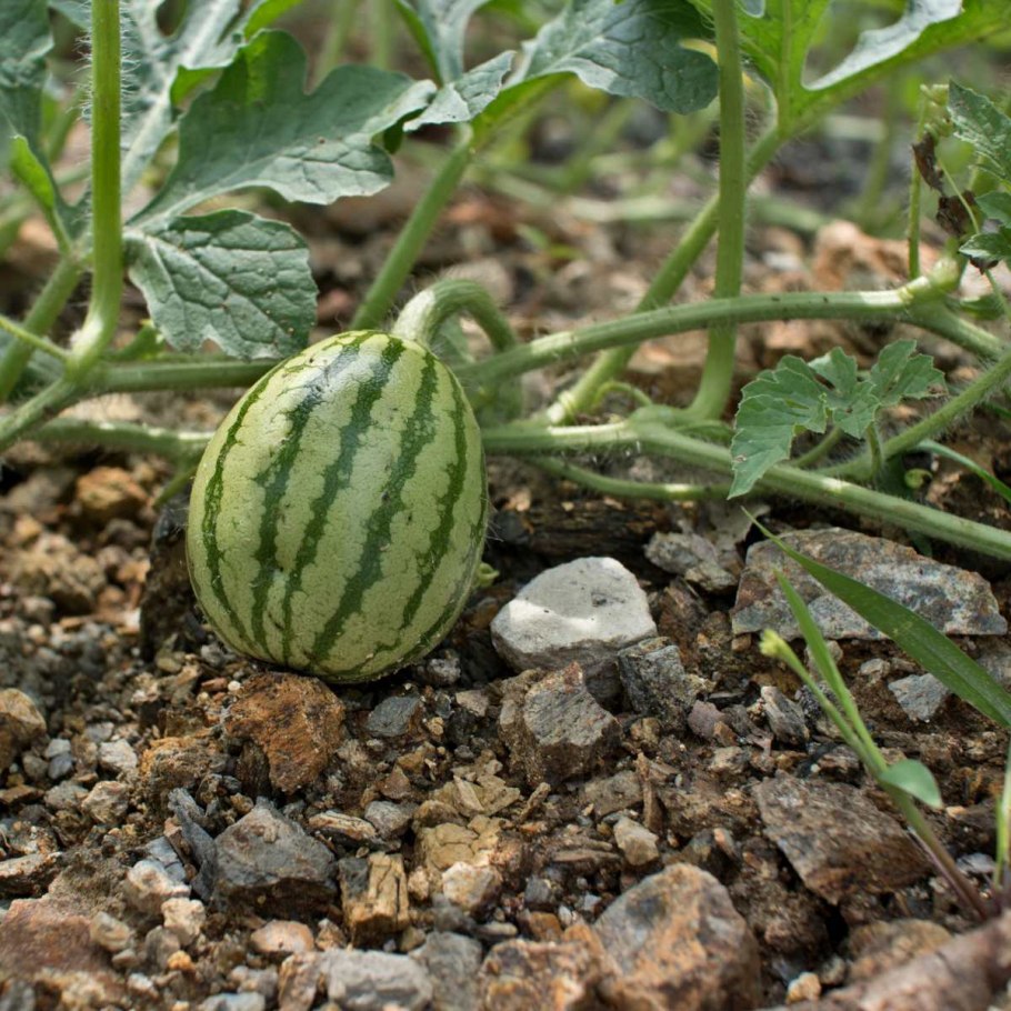 Листья арбуза фото