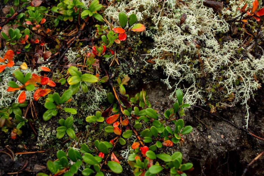 Карликовая береза в арктической пустыне