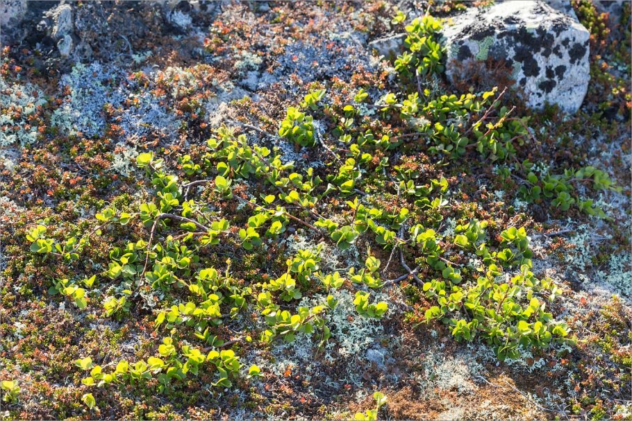 Растения тундры карликовая береза