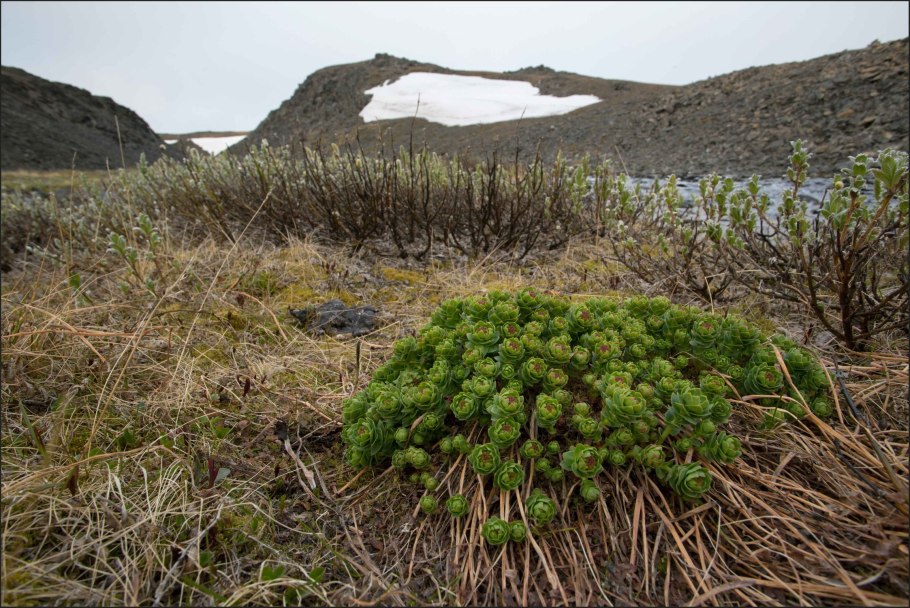 Ива мохнатая растение тундры