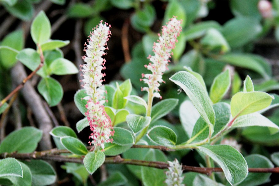 Тундра Кольского полуострова