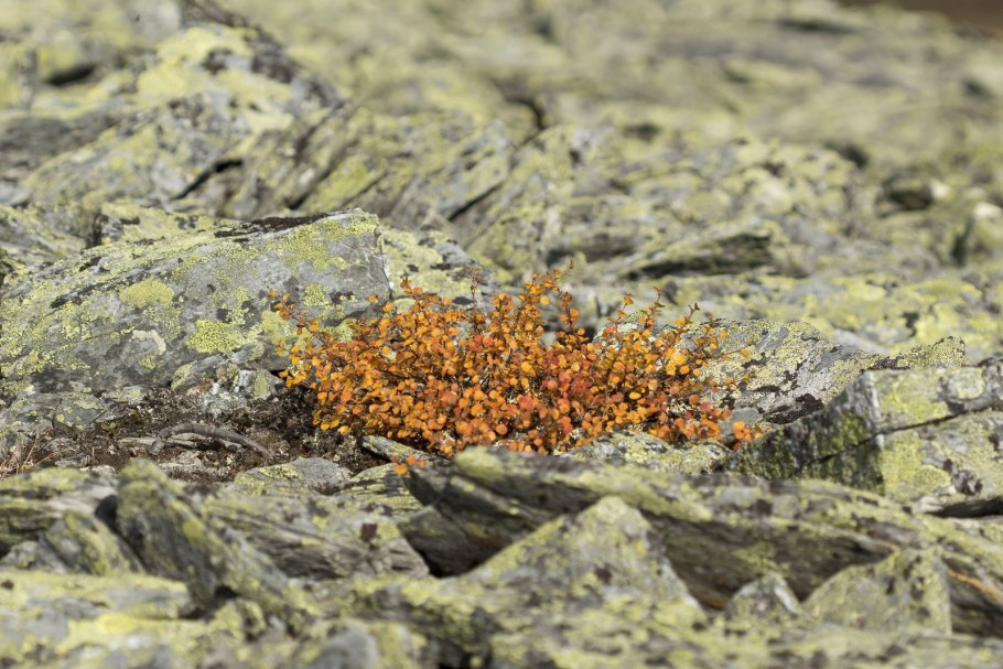 Карликовая берёза в тундре