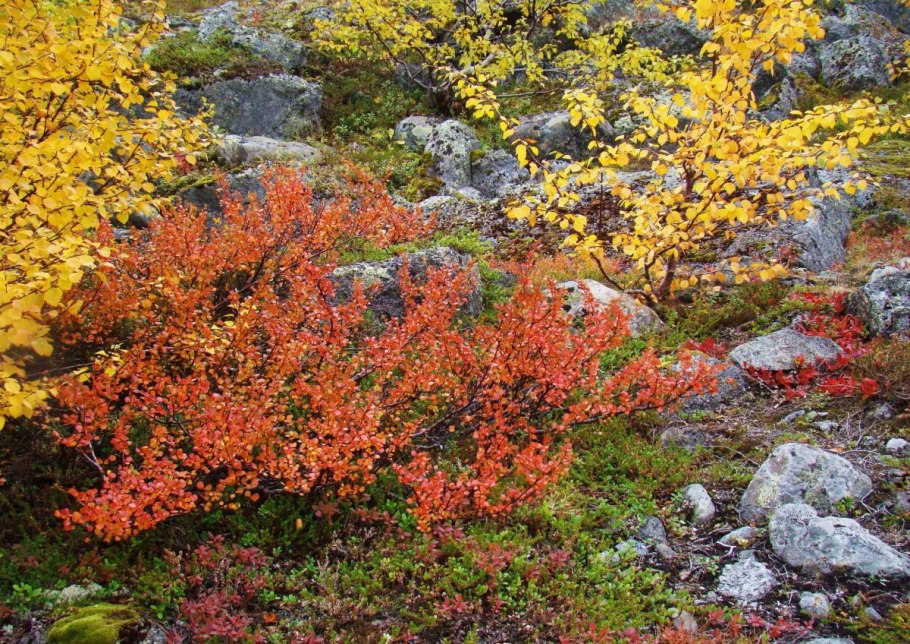 Береза карликовая голден треже