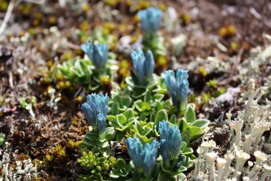 Камнеломка в арктической пустыне