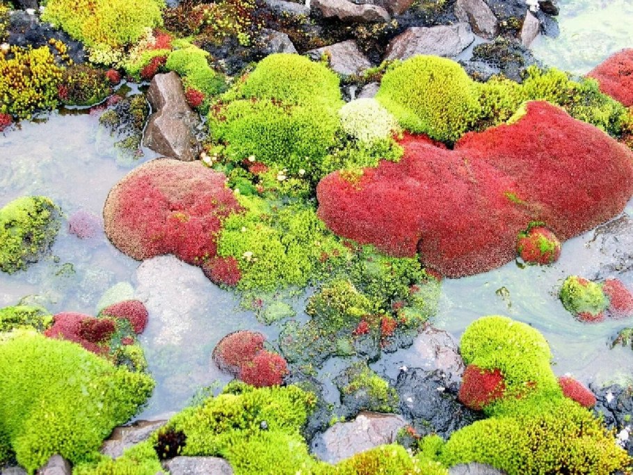 Полярная Ива в тундре